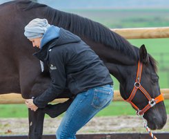 Mobilisation des membres et palpation des tendons