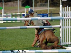 Cheval après une chute