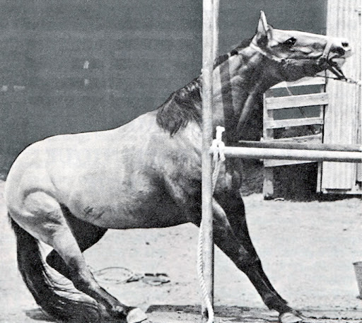 Cheval tirage au renard